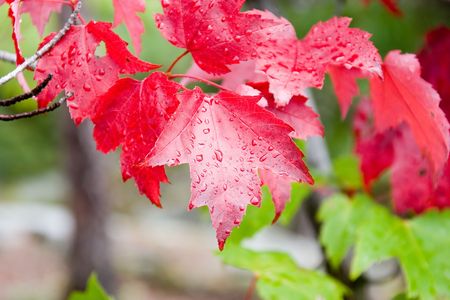 Raindrops on red and green foilage の写真素材