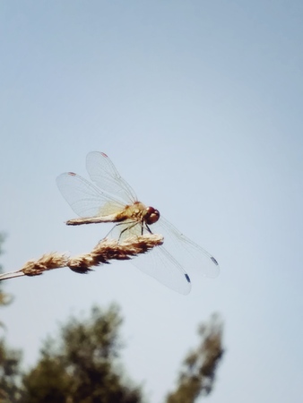 Graceful dragonfly, balancing on a wheat spica. A clear image of a beautiful dragonfly with...