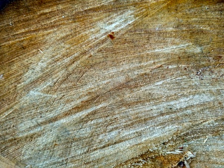 Cut the tree texture. Beautiful naturalistic wood patternの写真素材
