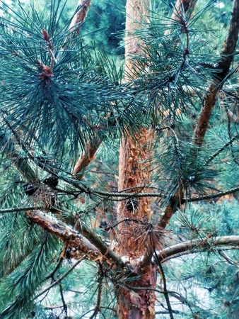 Pine. Bright macro image. Closeup