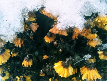 Yellow chrysanthemums under a pile of white snow. Winter flowers. Bright atmospheric photo. Minimal moody landscape. Stylish template. Closeupの写真素材