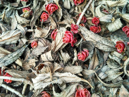 Red succulents among dry leaves. Picturesque background in red, yellow, brown colors