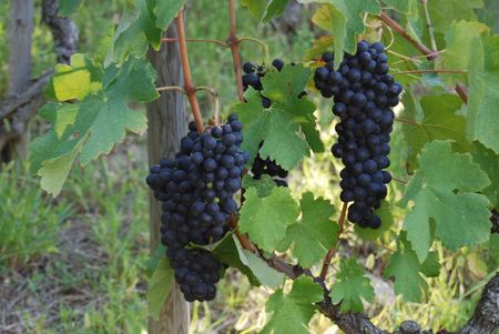 grapes of shirazの写真素材