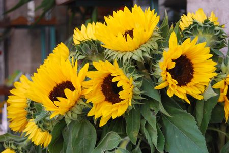 sunflowerの写真素材