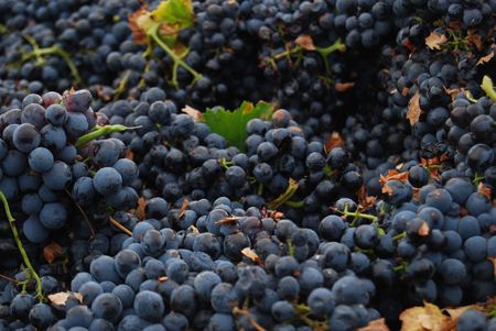 grapeの写真素材