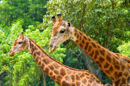 Giraffeの写真素材