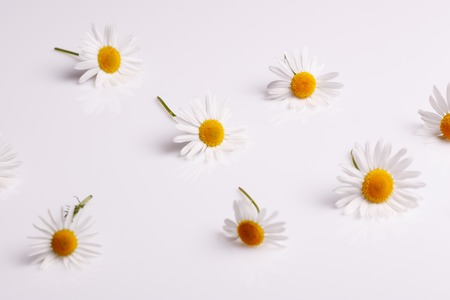 Chamomile essential oil on a white acrylicの写真素材