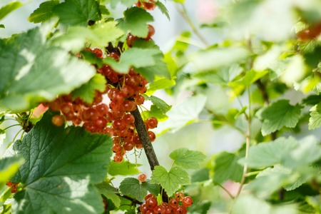 fresh red currants in the green garden.の写真素材