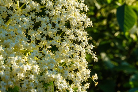 fragrant white elderberry flower on a blurry background.の写真素材
