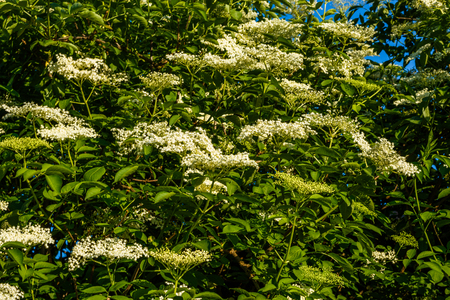 fragrant white elderberry flower on a blurry background.の写真素材