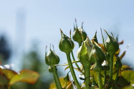 rose bud against the background of the blue morning sky.の写真素材