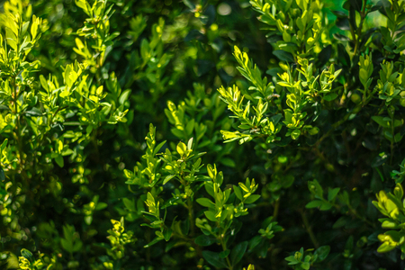 Beautiful boxwood bush in the garden. Shallow depth of fieldの写真素材