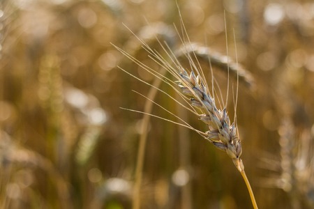Golden wheat field with blue sky in background.の写真素材