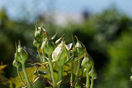 rose bud against the background of the blue morning sky.の写真素材