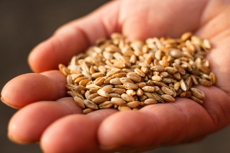 spelt seeds on the hands of an elderly woman.の写真素材