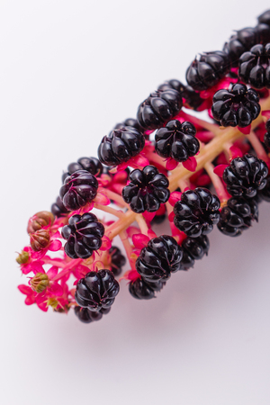Phytolacca americana on a white acrylic background.の写真素材