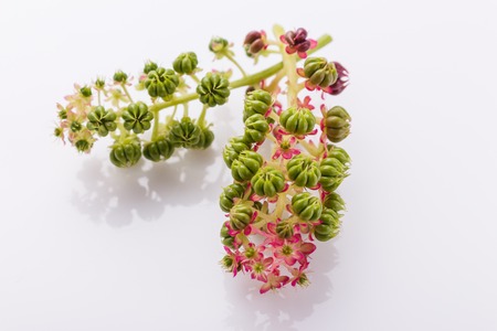 Phytolacca americana on a white acrylic background.の写真素材