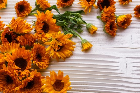 Calendula essential oil on a white wooden rustic background.の写真素材