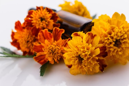 essential oil marigold on a white background.の写真素材