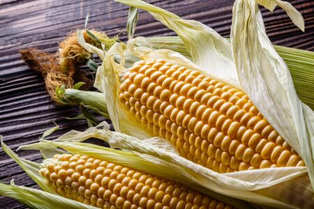 corn cob on dark wooden rustic background.