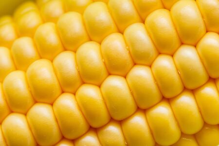 fresh corn cob on white acrylic background.の写真素材