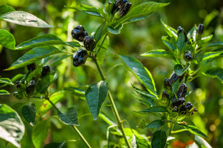 plantation of purple bell peppers gardening concept.