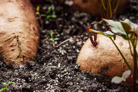 sprouted sweet potatoes in a container for growing seedlings.
