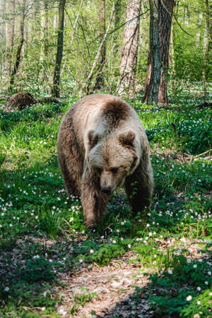 rescued brown bear in a wildlife sanctuary.