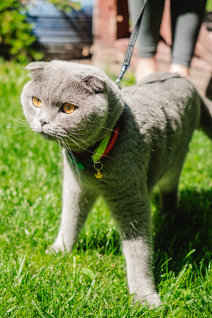 gray Scottish Fold cat walks and plays on the green lawn.の写真素材