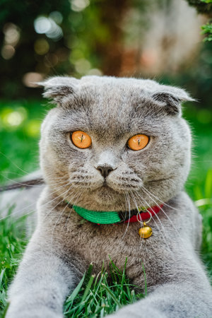 gray Scottish Fold cat walks and plays on the green lawn.