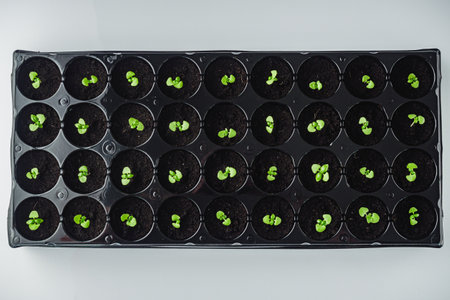 fresh healthy basil seedlings in a seedling tray.