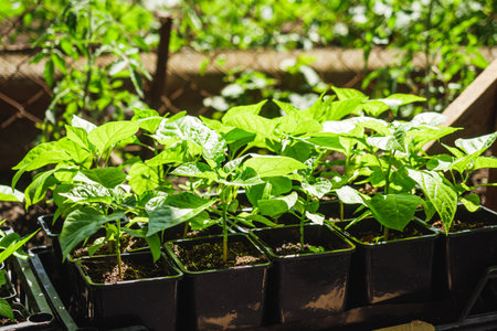 seedlings of extra hot Bhut Jolokia pepper before planting in the greenhouse.