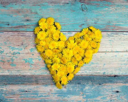 Heart form from yellow dandelions on old turquoise wooden background. Top view, flat lay.の写真素材