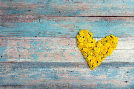 Heart form from yellow dandelions with copy space on old turquoise wooden background. Top view, flat lay.の写真素材