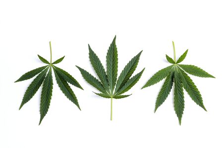 Fresh leaves of hemp on a white background. Isolated.の写真素材