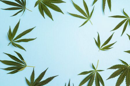 Fresh leaves of hemp on a blue background with copy space. Top view.の写真素材