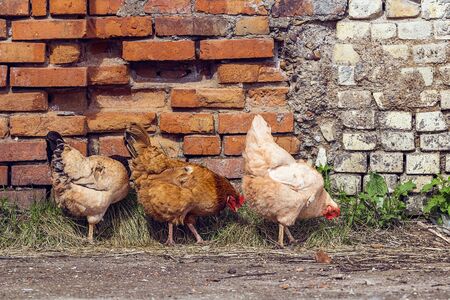 Three chicken looking for food in the yard against the background of a brick wall.の写真素材