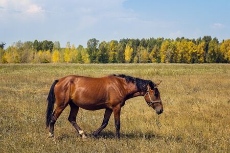 Brown horse grazing grass.の写真素材