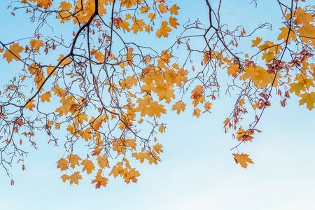 Colorful autumn maple leaves with the blue sky background.