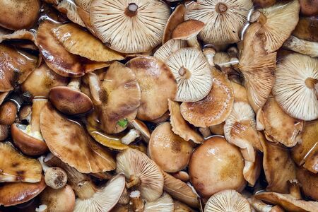 Armillaria mellea, honey fungus. Freshly picked mushrooms soaked in water.の写真素材
