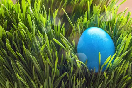 Blue Easter egg in fresh green grass.の写真素材