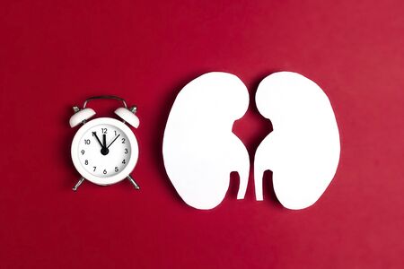 White human kidney symbol abd alarm clock on red background. World Kidney Day. Kidney health concept. Flat lay, top view.の写真素材