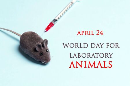 World Day for Laboratory Animals, 24 april. Laboratory mouse and syringe on a blue background. Stop the cruelty. Stop animal testingの写真素材
