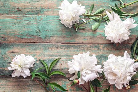 White peonies on a turquoise wooden background.  Place for text. Top view.の写真素材