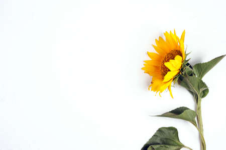 Beautiful sunflower on a white background. View from above. Background with copy space.