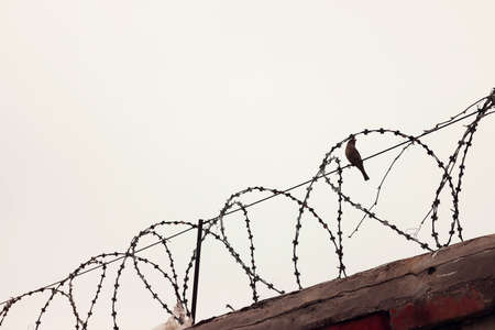 A sparrow sits on a barbed wire against the cloudy sky.Toned image with copy space.