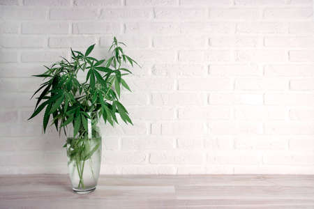 Cannabis plant in a vase on a white brick wall with copy space. Medical hemp.の写真素材