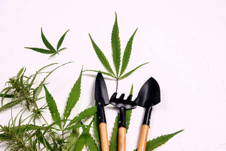Growing cannabis. Medical marijuana plant with gardening tools on white background.の写真素材