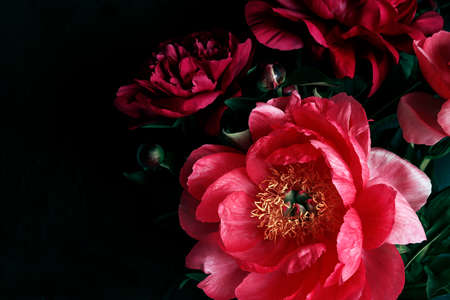 Close-up of pink peonies flowers on a black background with copy space. Floral greeting card.の写真素材