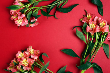 Floral frame of alstroemeria flowers on a red background. Beautiful Lily of the Incas floral background. flower greeting card.の写真素材
